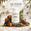 Chaga Mushroom